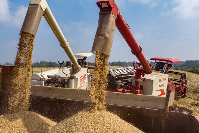 Hàng trăm nghìn tấn 'hạt vàng' từ Mỹ ồ ạt đổ bộ Việt Nam với giá cực rẻ: thuế nhập khẩu 0%, là thứ cả thế giới thèm khát - Ảnh 1