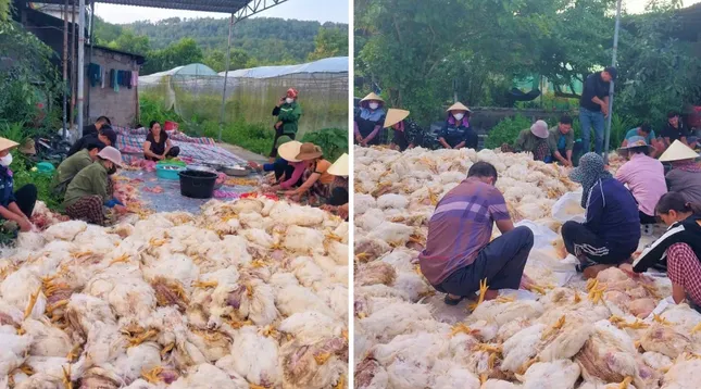 Hơn 10.000 con gà chết ngạt trước ngày xuất chuồng, chủ trang trại mất trắng tiền tỷ - Ảnh 3