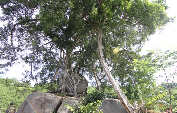 Cây di sản nghìn năm tuổi có dáng độc nhất vô nhị ở Việt Nam: Kiệt tác bonsai thiên tạo - Ảnh 2