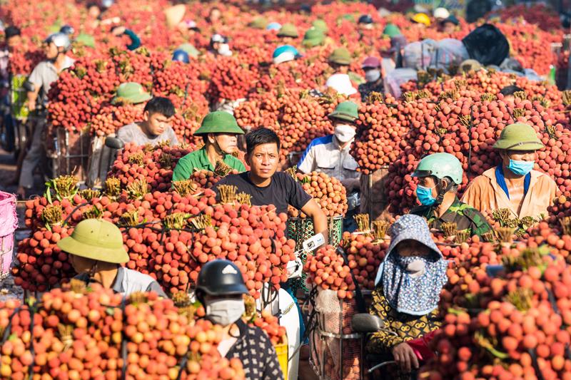 Vải thiều được mùa, nâng tầm xuất khẩu - Ảnh 1