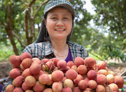 Loại vải hơn 10.000đ/quả, to bằng trứng gà: Người ăn nhận xét "Chưa bao giờ ăn vải nào ngon thế này" - Ảnh 7