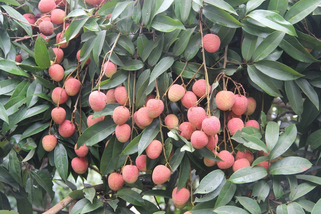 Đặc sản Việt Nam tự tin "tốt nhất từ trước đến nay": TQ gần như ôm trọn, chiếm 97% tổng hàng xuất ngoại - Ảnh 1