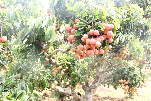 Hơn 100.000 tấn đặc sản "tốt nhất từ trước đến nay" oanh tạc thị trường, Mỹ, Nhật, TQ xếp hàng chờ mua - Ảnh 2