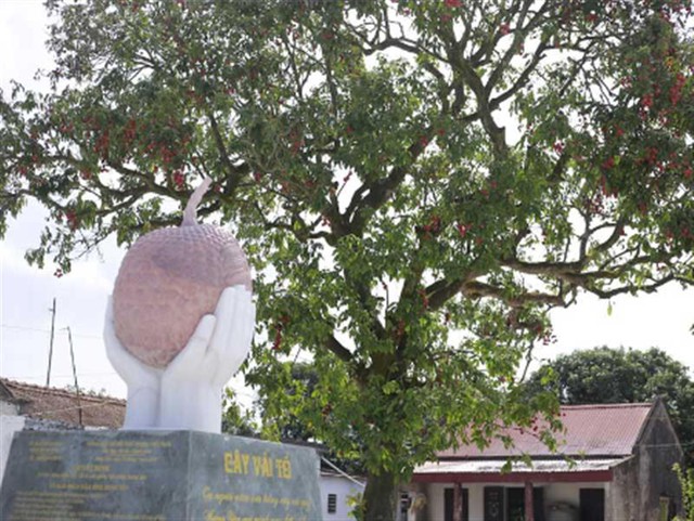 Loại vải hơn 10.000đ/quả, to bằng trứng gà: Người ăn nhận xét "Chưa bao giờ ăn vải nào ngon thế này" - Ảnh 3