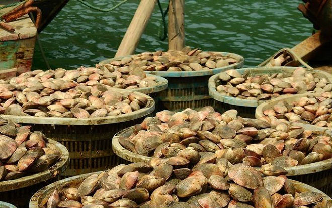 Kho báu của Việt Nam được người Trung Quốc khen "ăn cả ngày không chán": xuất khẩu tăng hơn 300%, toàn cường quốc săn lùng - Ảnh 1