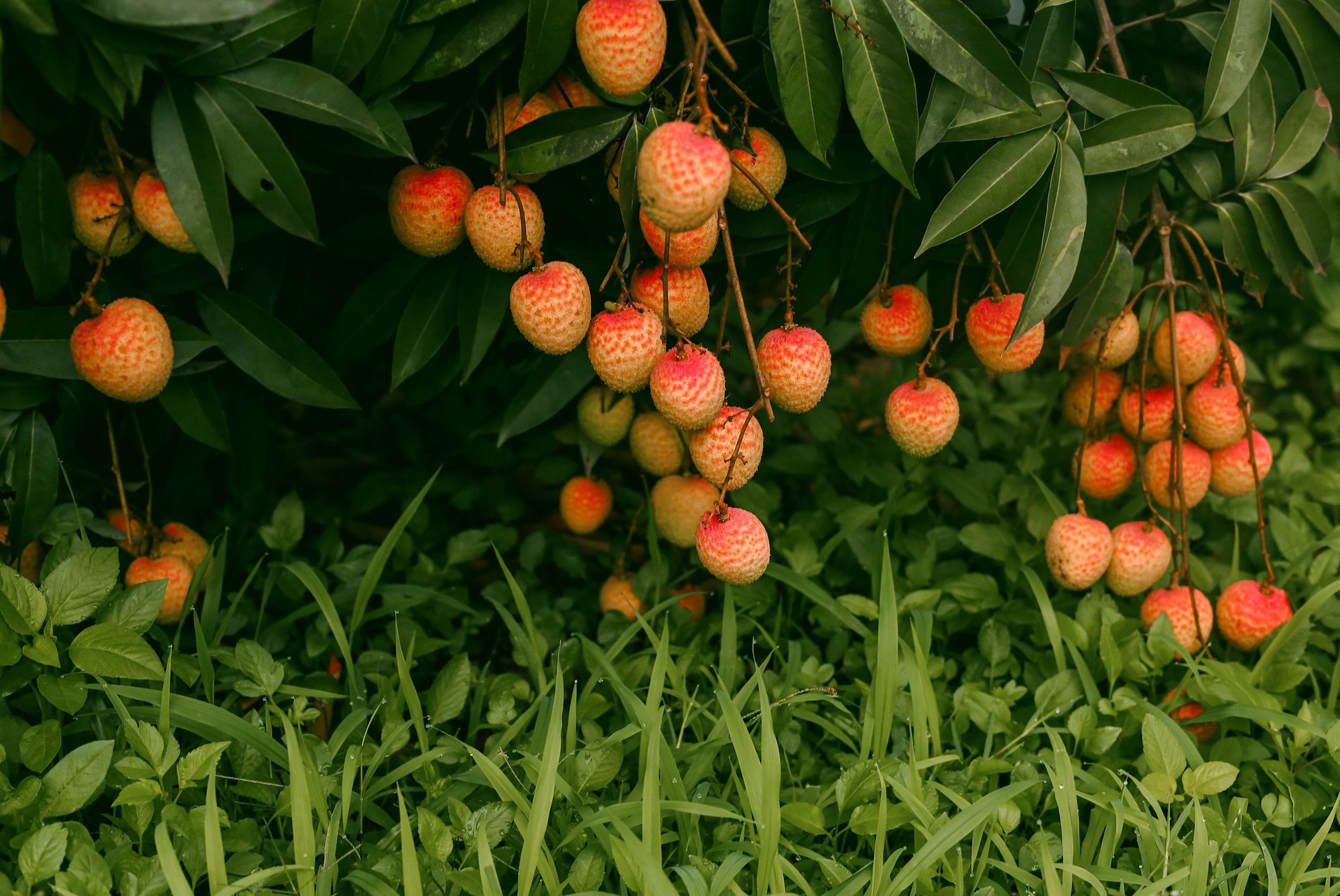 Cảm nhận niềm vui lao động qua bộ ảnh người dân thu hoạch vải - Ảnh 8