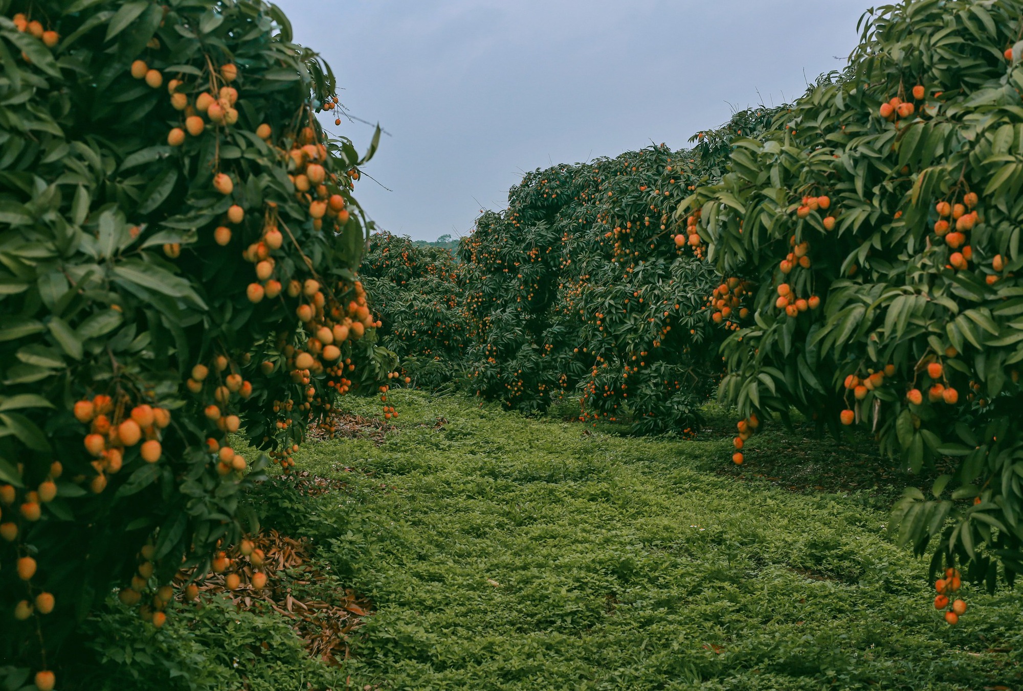 Cảm nhận niềm vui lao động qua bộ ảnh người dân thu hoạch vải - Ảnh 1