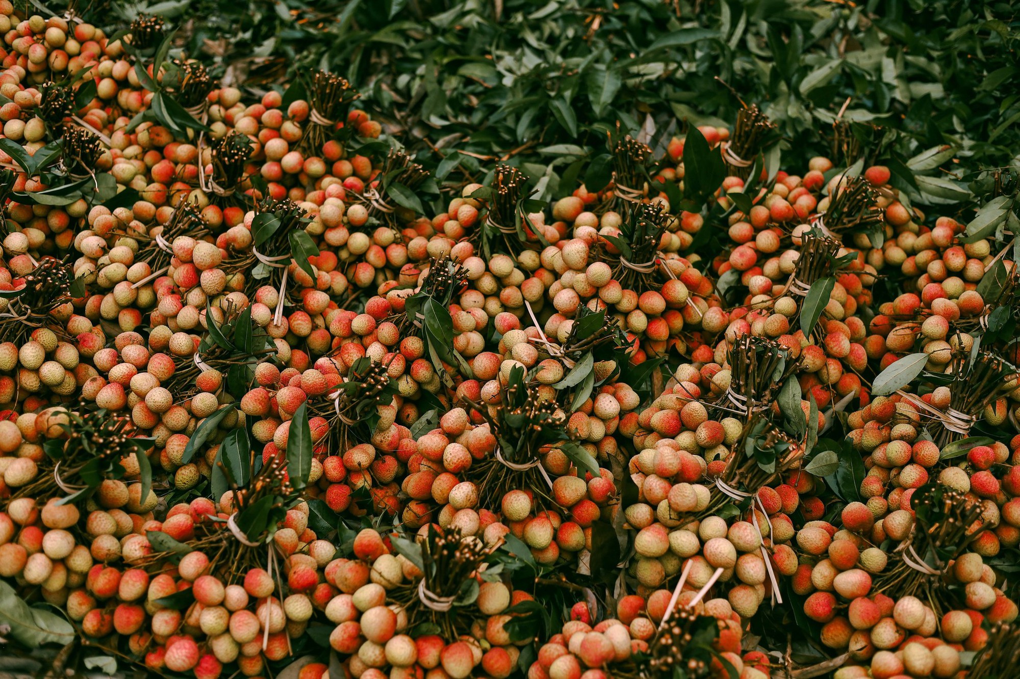 Cảm nhận niềm vui lao động qua bộ ảnh người dân thu hoạch vải - Ảnh 12