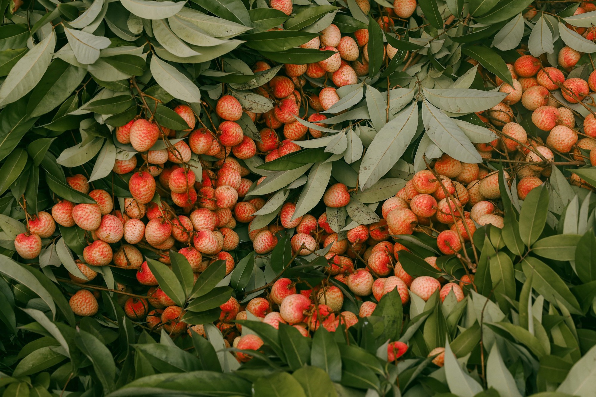 Cảm nhận niềm vui lao động qua bộ ảnh người dân thu hoạch vải - Ảnh 9