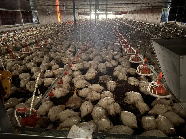 Hơn 10.000 con gà chết ngạt trước ngày xuất chuồng, chủ trang trại mất trắng tiền tỷ - Ảnh 1