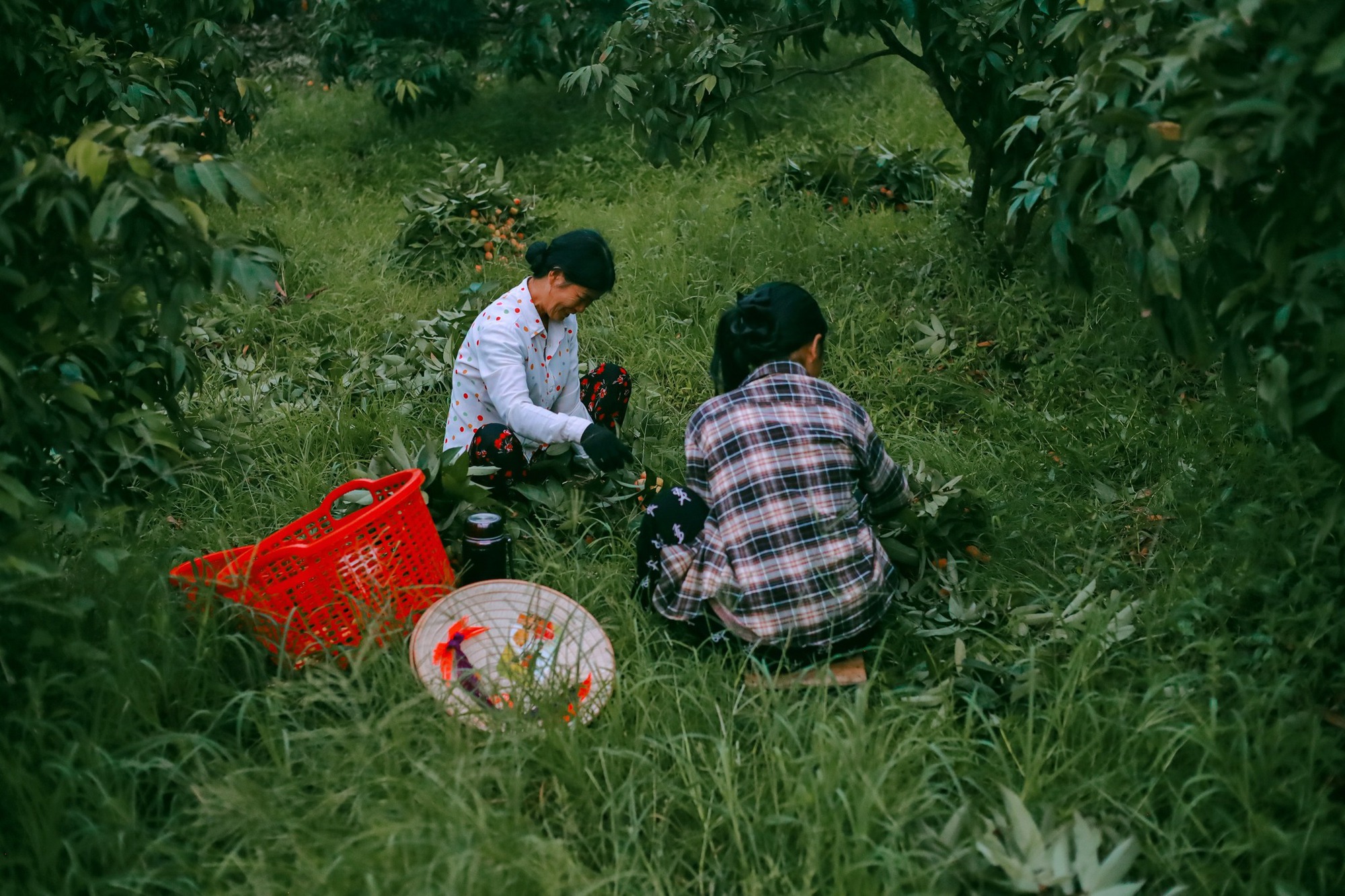 Cảm nhận niềm vui lao động qua bộ ảnh người dân thu hoạch vải - Ảnh 11