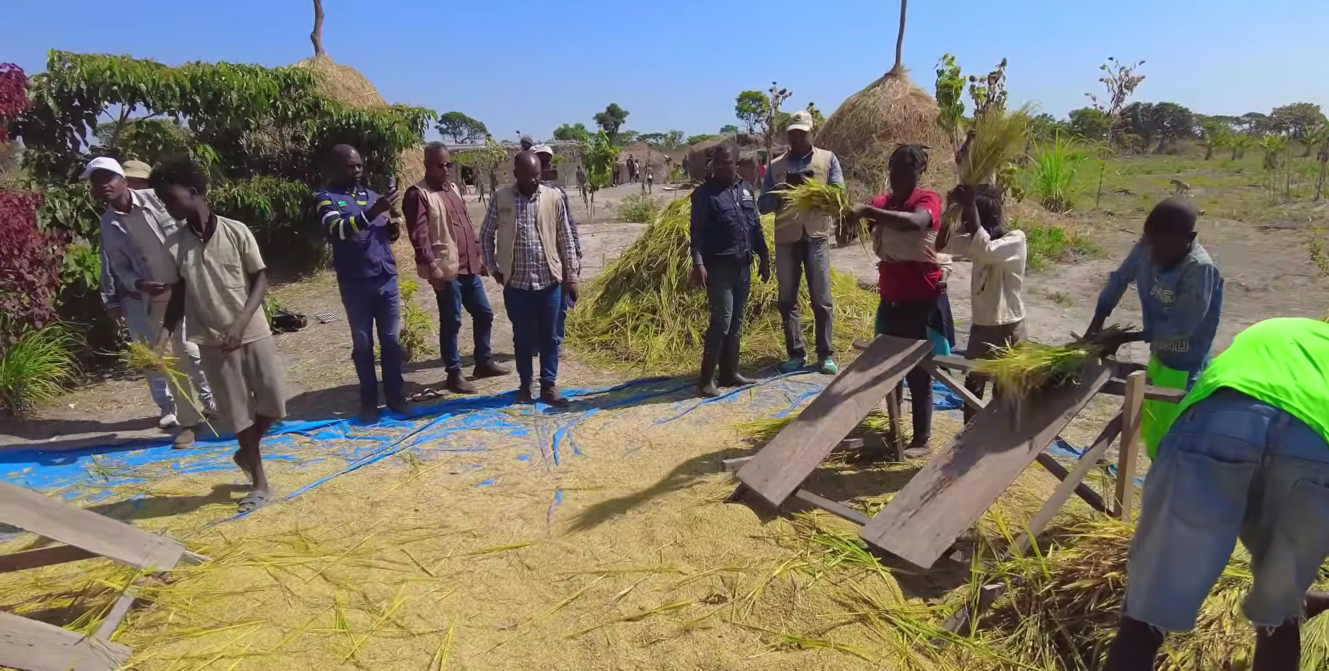 Sở Nông nghiệp Angola đến tận nơi xem team châu Phi thu hoạch lúa, được thưởng thức món nước giải khát đậm chất Việt Nam - Ảnh 1