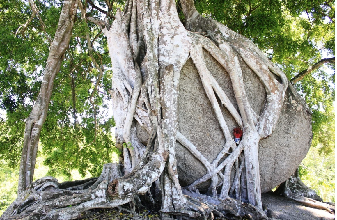 Cây di sản nghìn năm tuổi có dáng độc nhất vô nhị ở Việt Nam: Kiệt tác bonsai thiên tạo - Ảnh 1