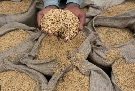 Không phải Thái Lan hay Việt Nam, Nhật Bản ‘chọn mặt gửi vàng’ mua gạo từ một vựa lúa châu Á: Nhập khẩu tăng gấp 6 lần, dự kiến chốt đơn 10.000 tấn - Ảnh 1