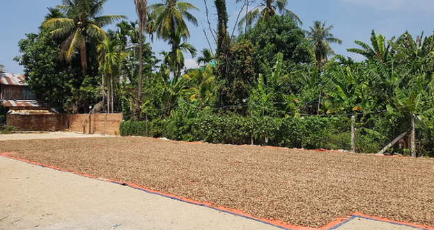 'Hạt vàng' từ Campuchia tràn về Việt Nam: Thuế suất 0% tiếp sức cho ngành xuất khẩu tỷ đô - Ảnh 1