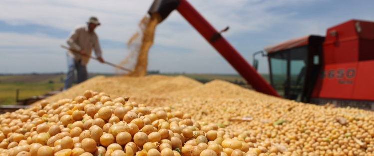 Hàng trăm nghìn tấn 'hạt vàng' từ Mỹ vừa đổ bộ Việt Nam với giá cực rẻ: Thuế nhập khẩu 0%, nước ta tiêu thụ đứng top 3 thế giới - Ảnh 1