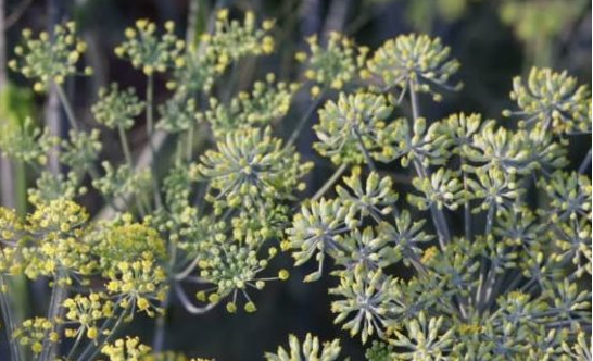 Loại hoa nghìn tỷ của Việt Nam được Ấn Độ có bao nhiêu mua bấy nhiêu: Thu gần 29 triệu USD kể từ đầu năm, nước ta cùng Trung Quốc thống trị nguồn cung toàn cầu - Ảnh 1