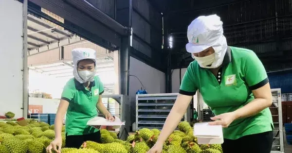 Tin giả gây hại cho thị trường sầu riêng