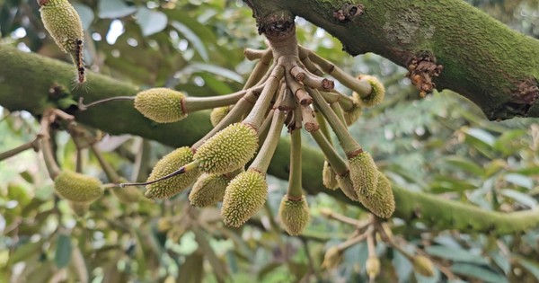 Một lô hàng 22 tấn của Việt Nam xuất khẩu sang Trung Quốc mở toang cánh cửa tỷ đô