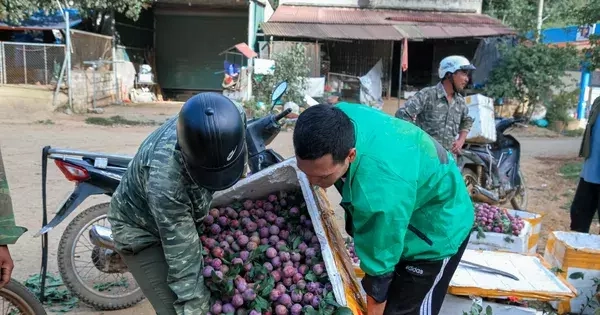 Mận vừa vào mùa đã 'vấp' cảnh rớt giá thê thảm