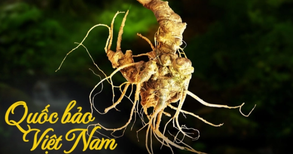 Quốc bảo Việt Nam lọt mắt xanh của "đại gia" THACO: Mục tiêu xuất khẩu thu về 50 triệu USD