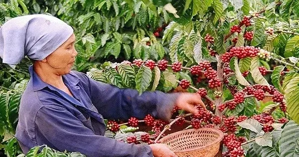 Giá cà phê Việt Nam cao nhất từ trước đến nay