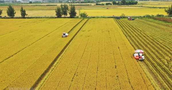 Một lô hàng 500 tấn vừa được xuất sang Nhật Bản: Việt Nam là nước đầu tiên trên thế giới làm được điều này