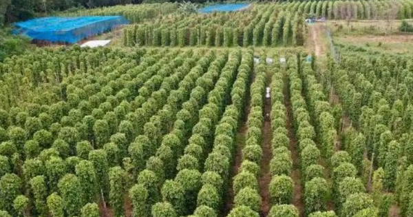 Mỹ bất ngờ săn lùng một loại nông sản quý hiếm của Việt Nam: Nước ta xuất khẩu bằng cả thế giới cộng lại, sở hữu hơn 100.000 ha diện tích trồng