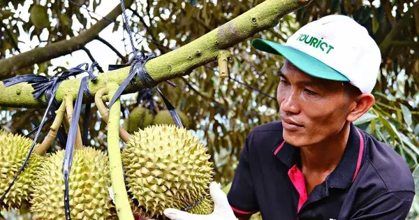Cảnh trái ngược trên thị trường sầu riêng Lâm Đồng