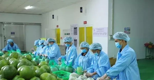 Lý do xuất khẩu rau quả sụt giảm mạnh