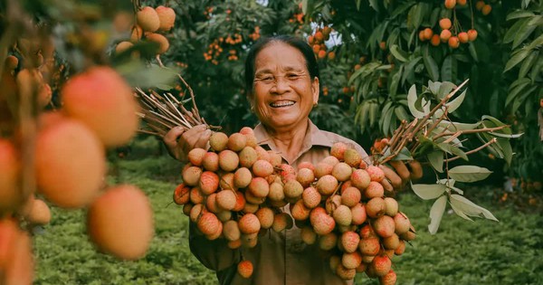 Cảm nhận niềm vui lao động qua bộ ảnh người dân thu hoạch vải