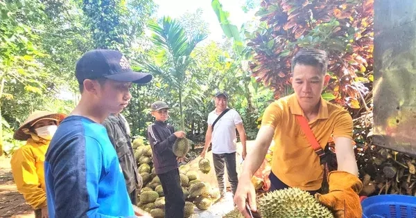Sầu riêng nhiễm chất cấm sắp 'hết cửa' ở Đắk Lắk