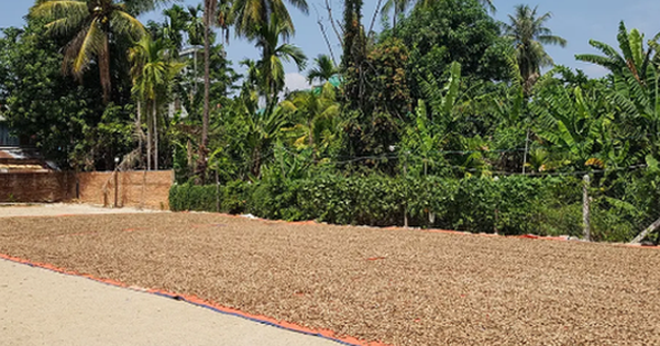 'Hạt vàng' từ Campuchia tràn về Việt Nam: Thuế suất 0% tiếp sức cho ngành xuất khẩu tỷ đô