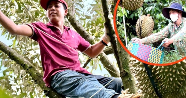Nghề kiếm chục triệu mỗi ngày từ cây sầu riêng