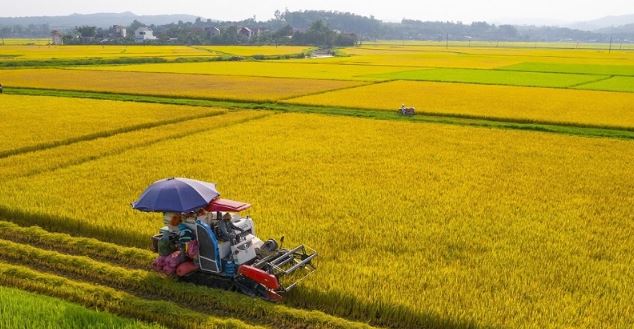 Một lô hàng 500 tấn vừa được xuất sang Nhật Bản: Việt Nam là nước đầu tiên trên thế giới làm được điều này - Ảnh 3