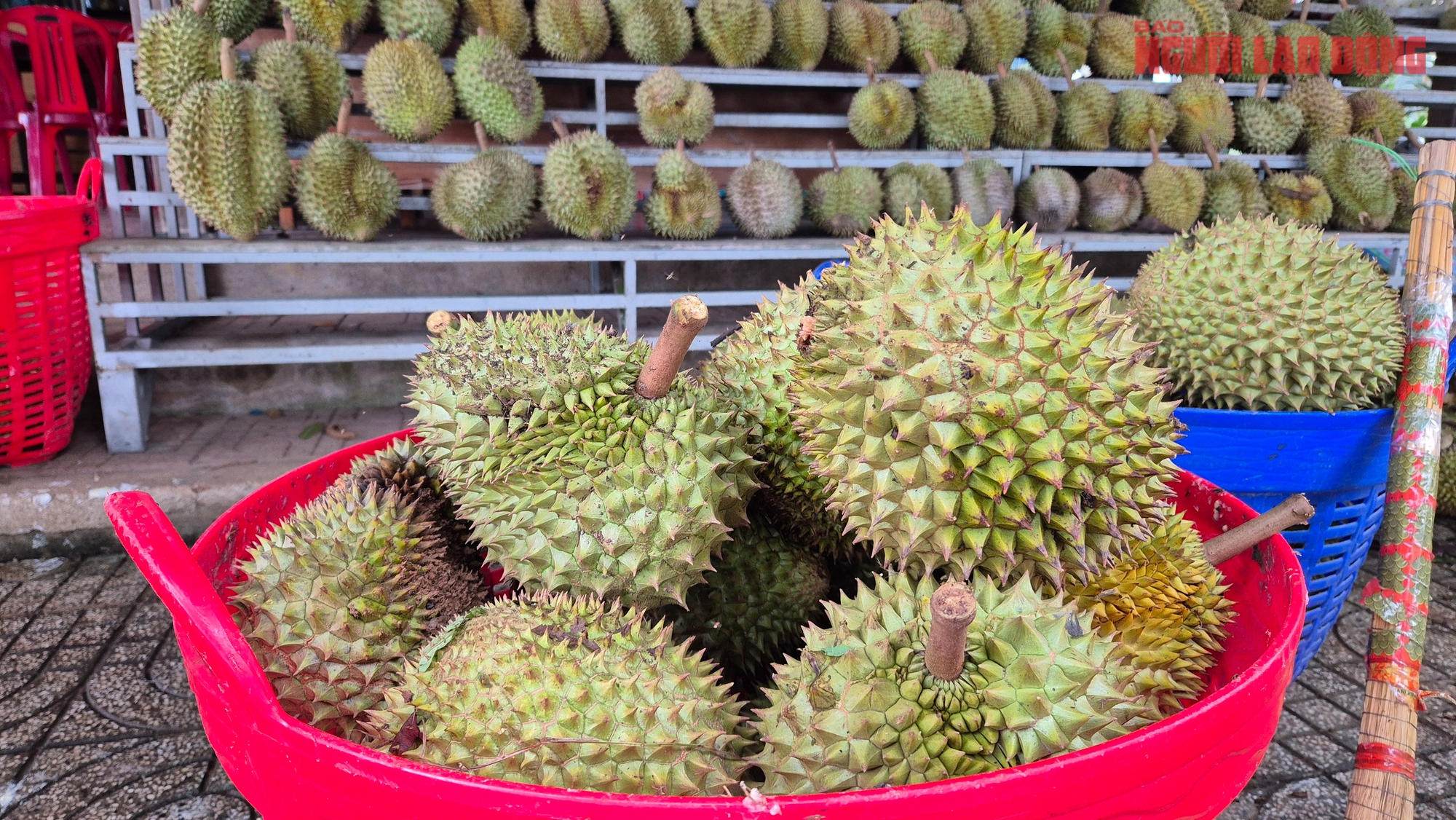 Sầu riêng rớt giá vì lý do bất ngờ - Ảnh 1