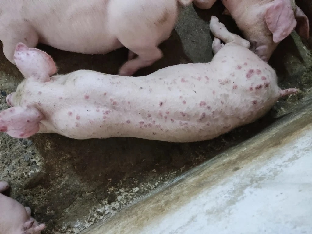 Lợn phải tiêu hủy do dịch bệnh được hỗ trợ 40.000 đồng/kg hơi - Ảnh 1