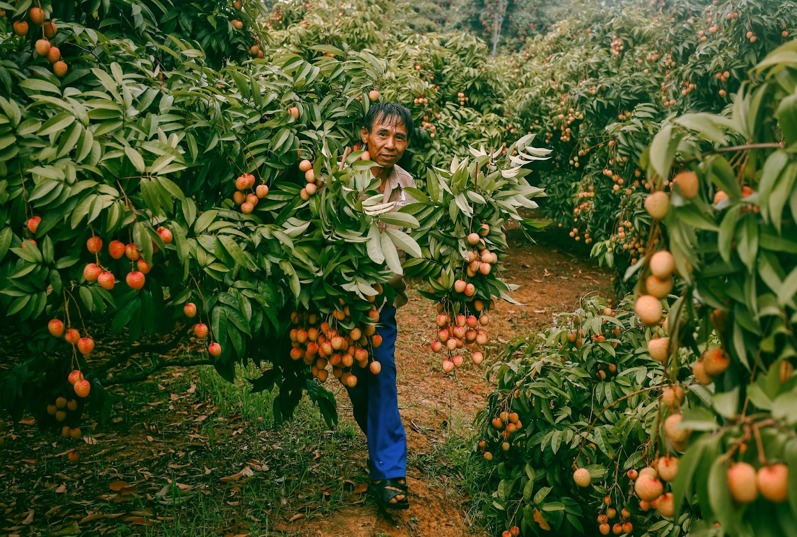 Cảm nhận niềm vui lao động qua bộ ảnh người dân thu hoạch vải - Ảnh 5