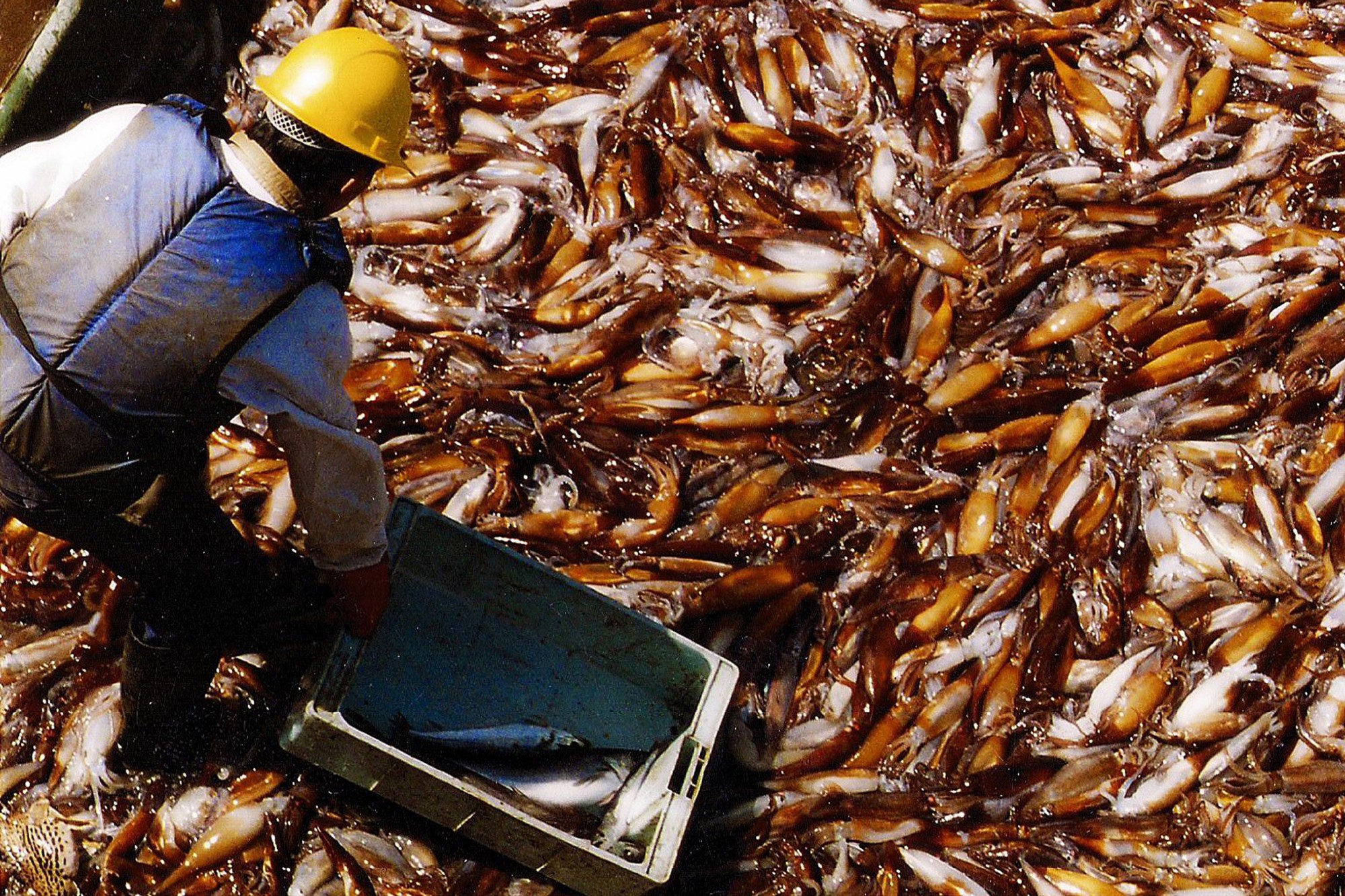 Kho báu dưới nước của Việt Nam sang Thái Lan đắt hàng kỷ lục: thu về hơn 200 triệu USD, Nhật Bản, Mỹ liên tục chốt đơn - Ảnh 1