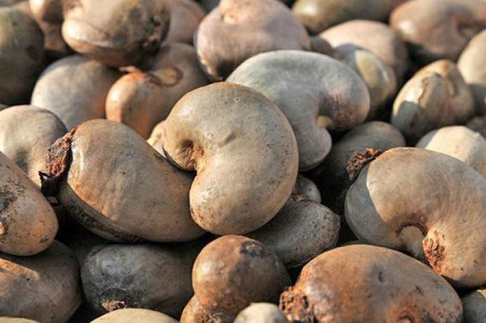 Hàng trăm nghìn tấn "hạt vàng" của Campuchia ồ ạt về Việt Nam, là mặt hàng nước ta xuất đi hơn 90 nước - Ảnh 1