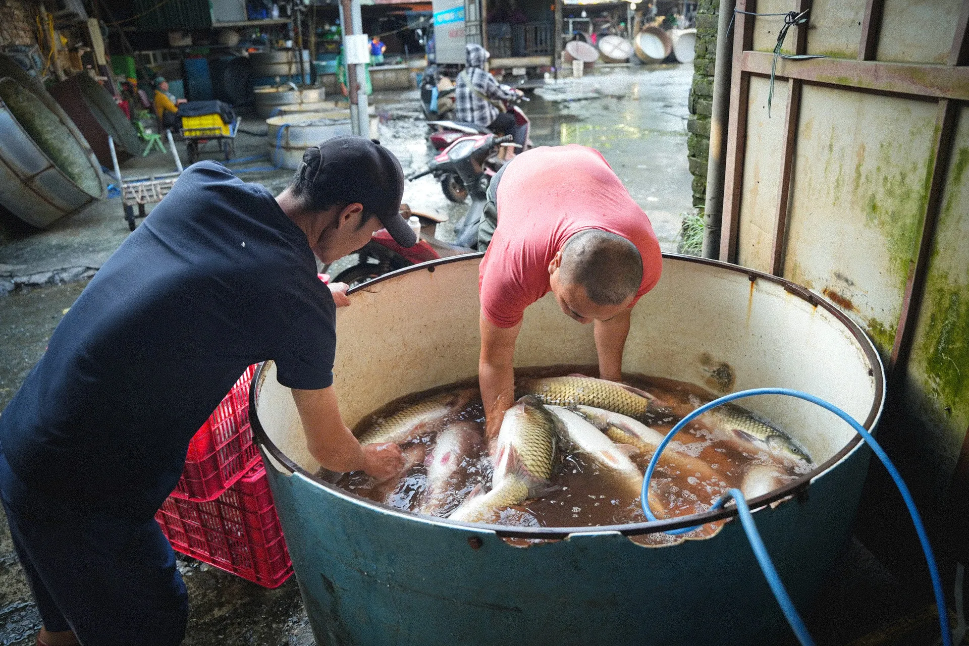 Bên trong chợ đầu mối thủy sản lớn nhất Thủ đô: Xuống cấp, chật chội, nhếch nhác - Ảnh 3