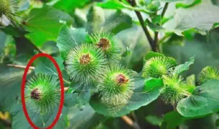 Cỏ dại người thường không ai hái, ai tinh mắt đem bán bỗng vớ được “mỏ tiền” - Ảnh 1