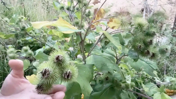 Cỏ dại người thường không ai hái, ai tinh mắt đem bán bỗng vớ được “mỏ tiền” - Ảnh 2