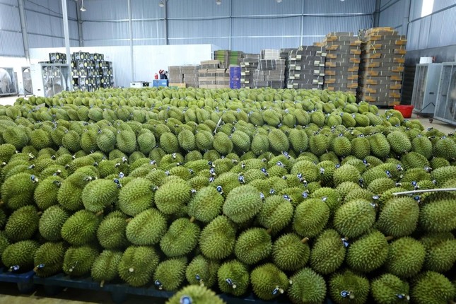 Việt Nam trong cuộc đua khốc liệt giành thị phần sầu riêng tại Trung Quốc - Ảnh 1