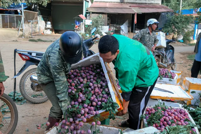 Mận vừa vào mùa đã 'vấp' cảnh rớt giá thê thảm - Ảnh 2