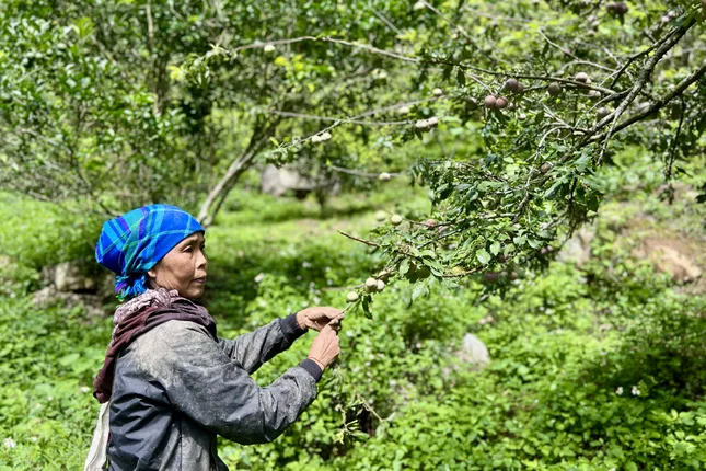 Mận vừa vào mùa đã 'vấp' cảnh rớt giá thê thảm - Ảnh 1