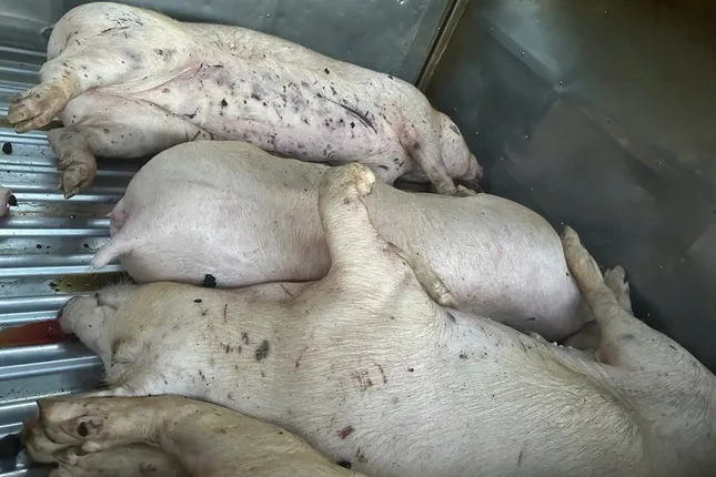 Thanh kiểm tra cơ sở giết mổ động vật trên cả nước - Ảnh 1