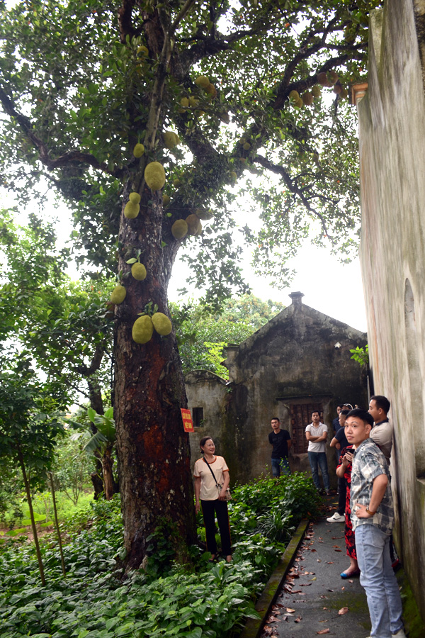 Cụ mít "độc nhất vô nhị" hơn 400 năm tuổi: Vì sao loài cây quen thuộc này có thể sống thọ đến vậy? - Ảnh 1