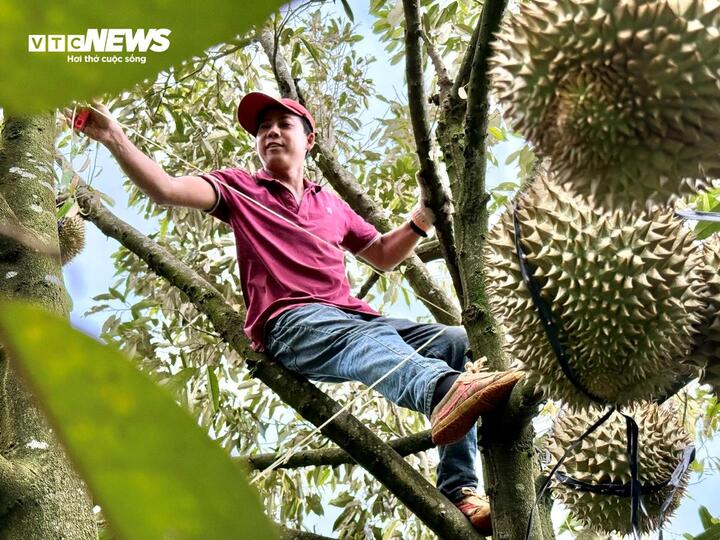 Nghề kiếm chục triệu mỗi ngày từ cây sầu riêng - Ảnh 2
