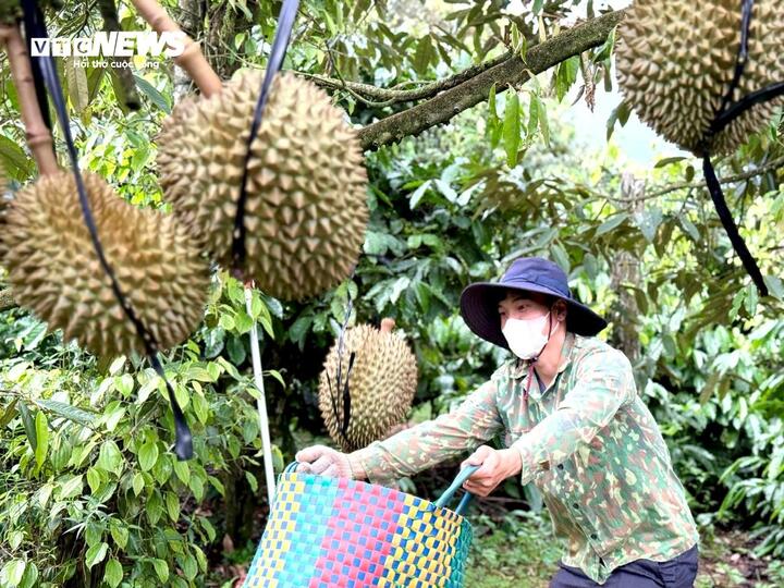 Nghề kiếm chục triệu mỗi ngày từ cây sầu riêng - Ảnh 3